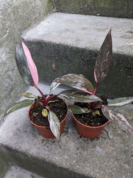 Philodendron Pink Princess marble - small