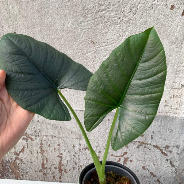 Alocasia reginae