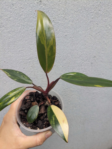 Philodendron Strawberry Shake small - B