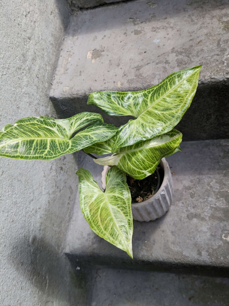Syngonium Batik variegata - B