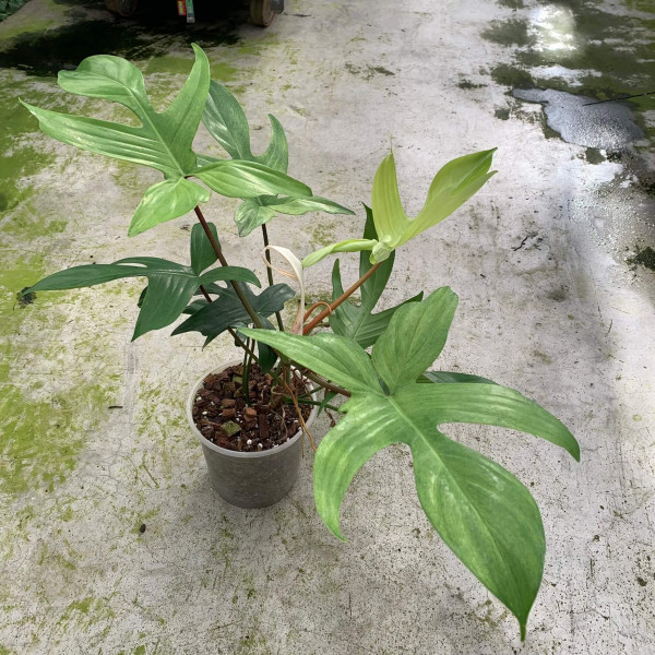 Philodendron Florida Ghost - Big