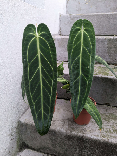 Anthurium warocqueanum