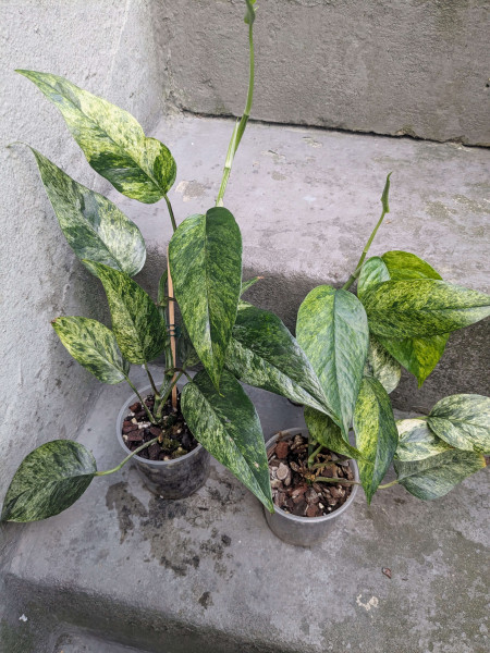 Epipremnum mint variegata