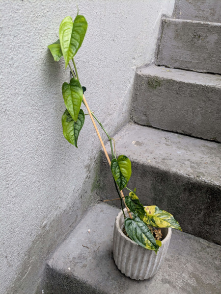 Monstera siltepecana variegata - G