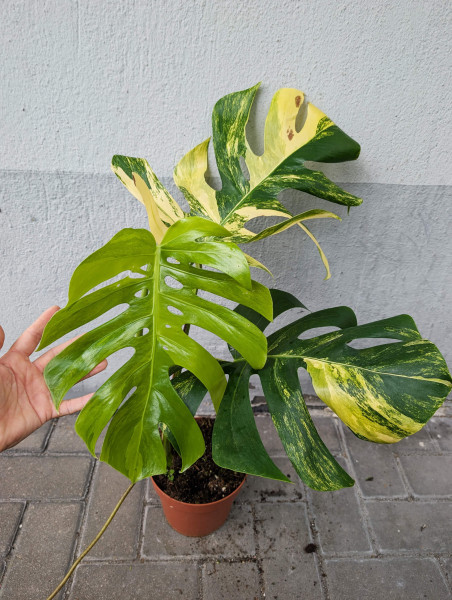 Monstera aurea variegata - J