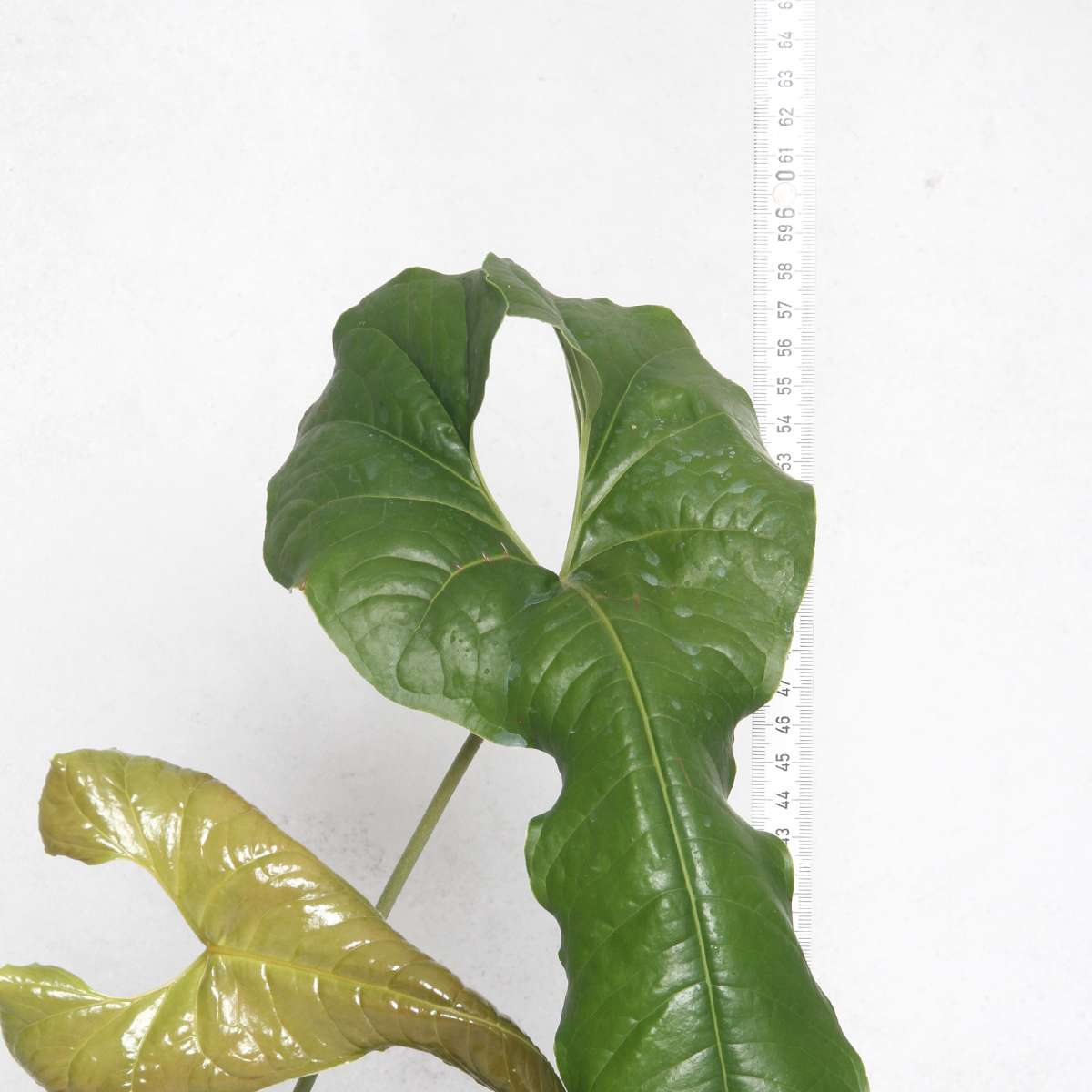 Anthurium ivanportillae
