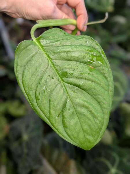 Monstera obliqua tarmarindo - stem cutting