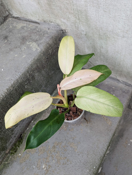 Philodendron Whipple Way - B
