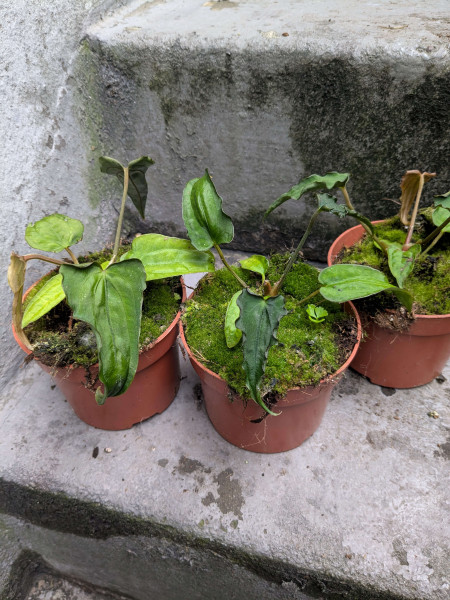Anthurium dressleri 'Mutation'