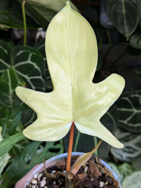 Philodendron Florida Ghost - Stem cutting