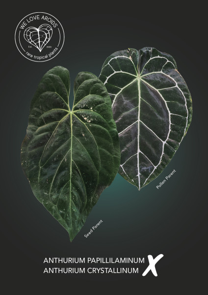 Anthurium papillilaminum x crystallinum