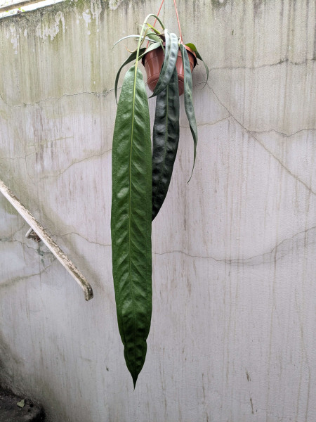 Anthurium wendlingeri XXL - E