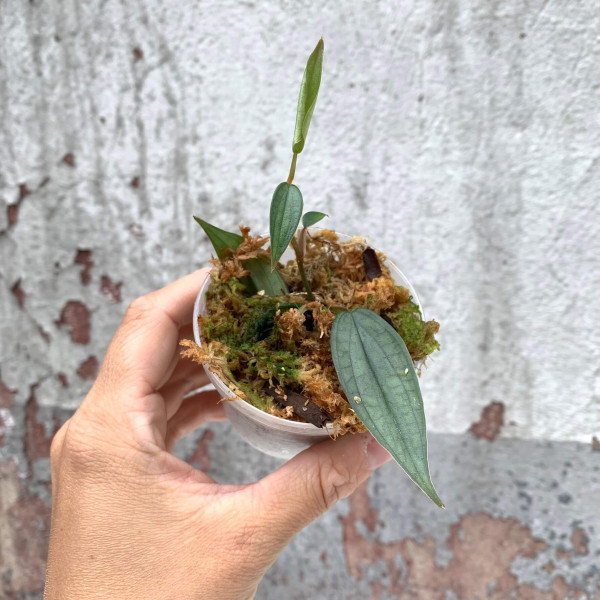 Philodendron Burle Marx Fantasy small - A
