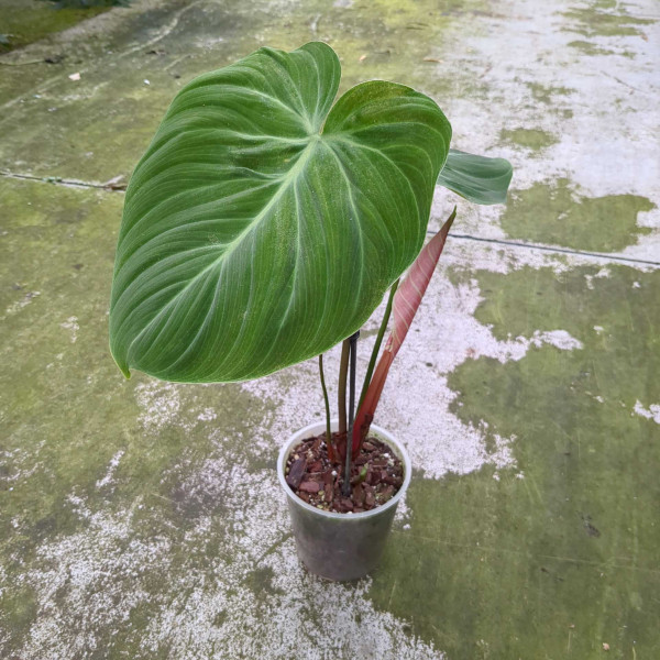 Philodendron el choco red / rubrijuvenilum - A