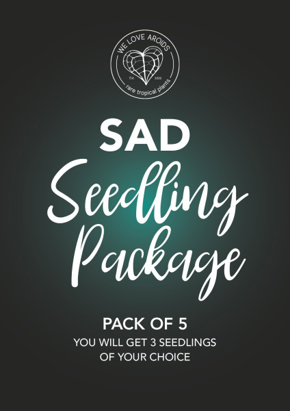 Anthurium Sad Seedling Package - Pack of 5