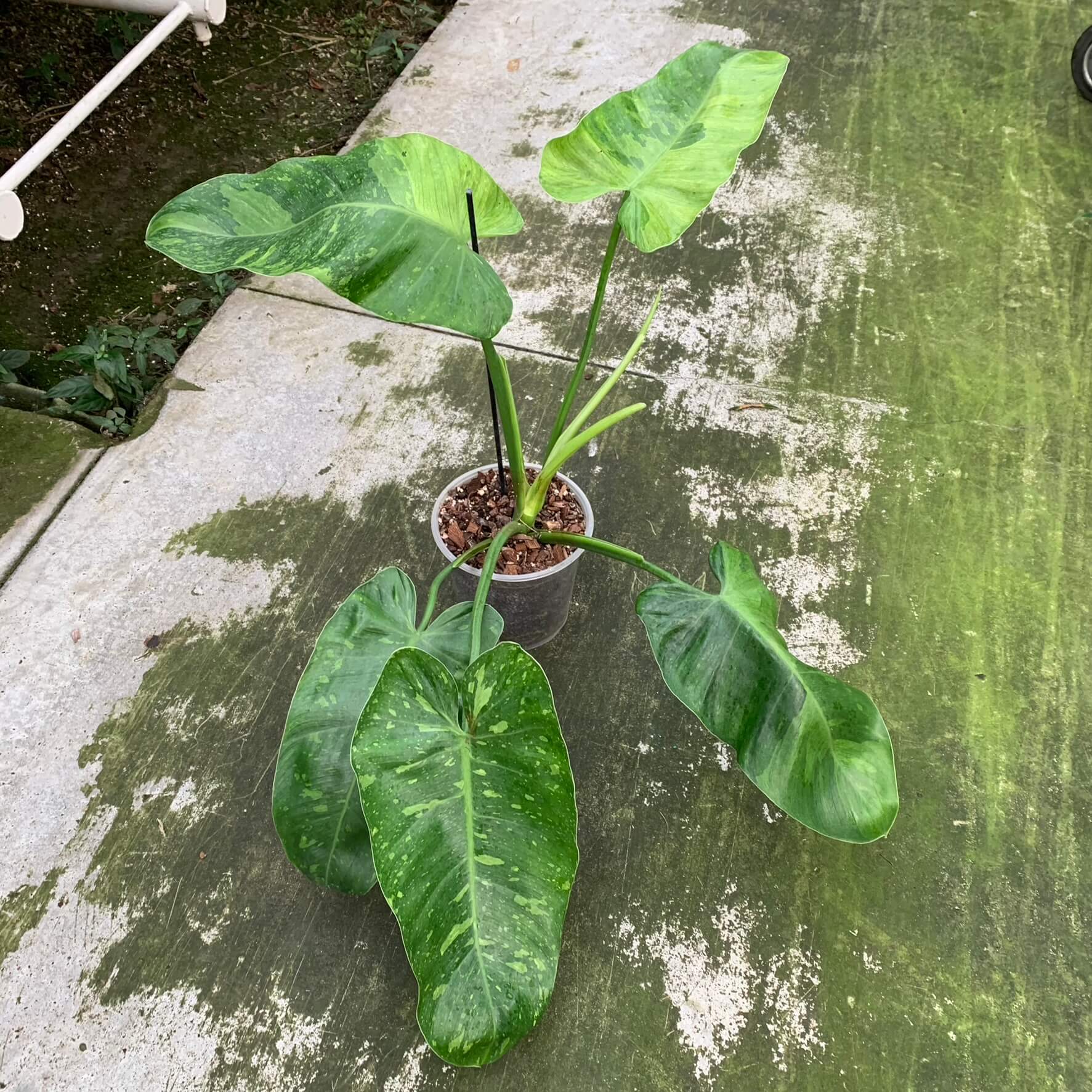 Philodendron Jose Buono - XL | Philodendron | Plants | We Love Aroids