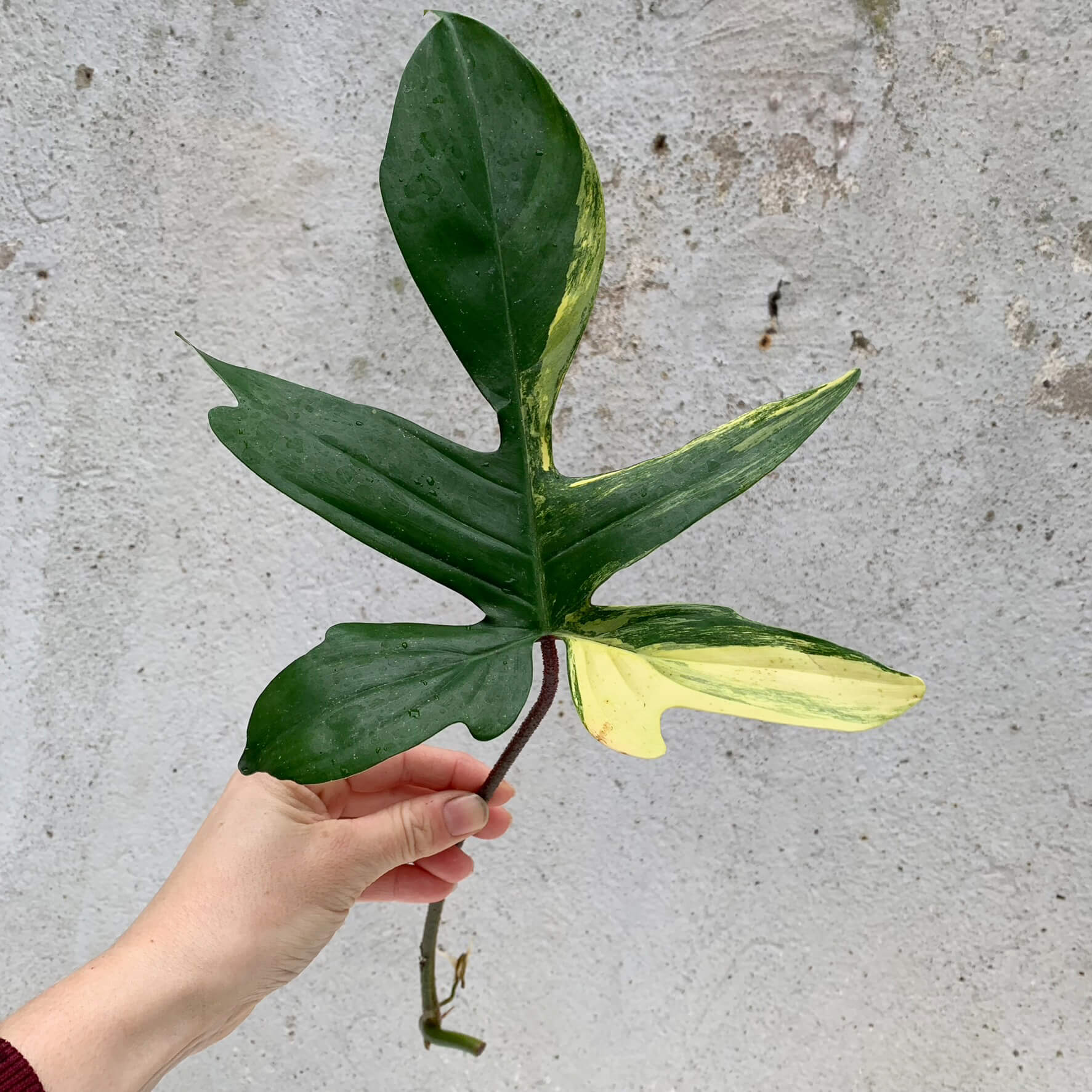 Philodendron Florida Beauty - stem cutting | Philodendron | Plants | We  Love Aroids