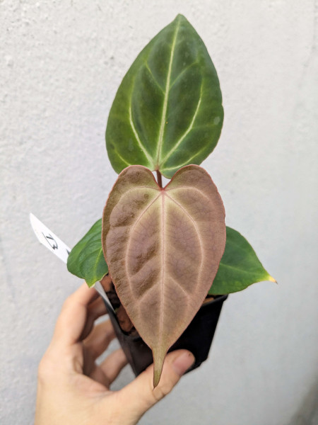 Anthurium besseae aff x Red Gunsal - selected Seedling B