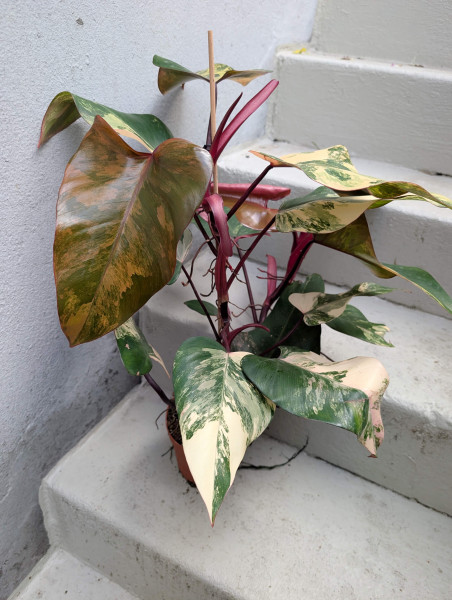 Philodendron Strawberry Shake big - A