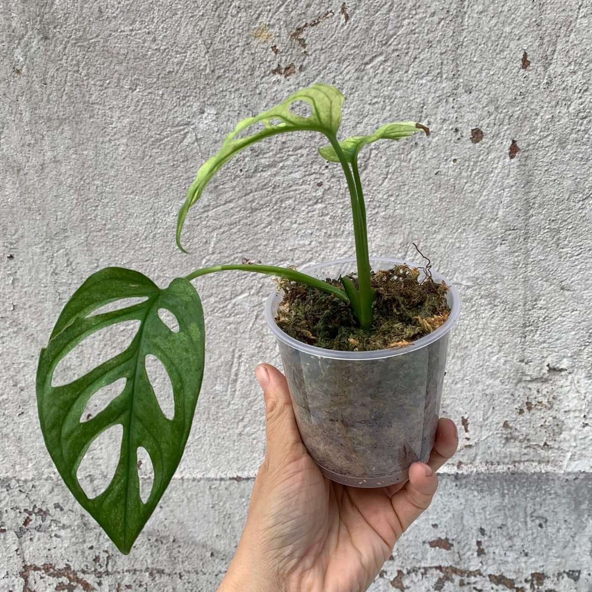 Monstera adansonii „swedish ghost“ cutting variegated Plants Plants We Love Aroids