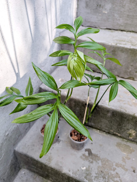 Monstera subpinnata