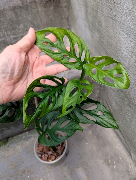 Monstera sp pachicutza