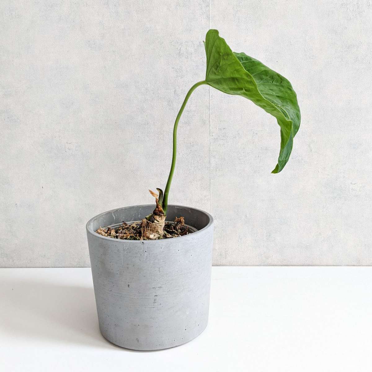 Anthurium Marmoratum Type 2 | Anthurium | Plants | We Love Aroids