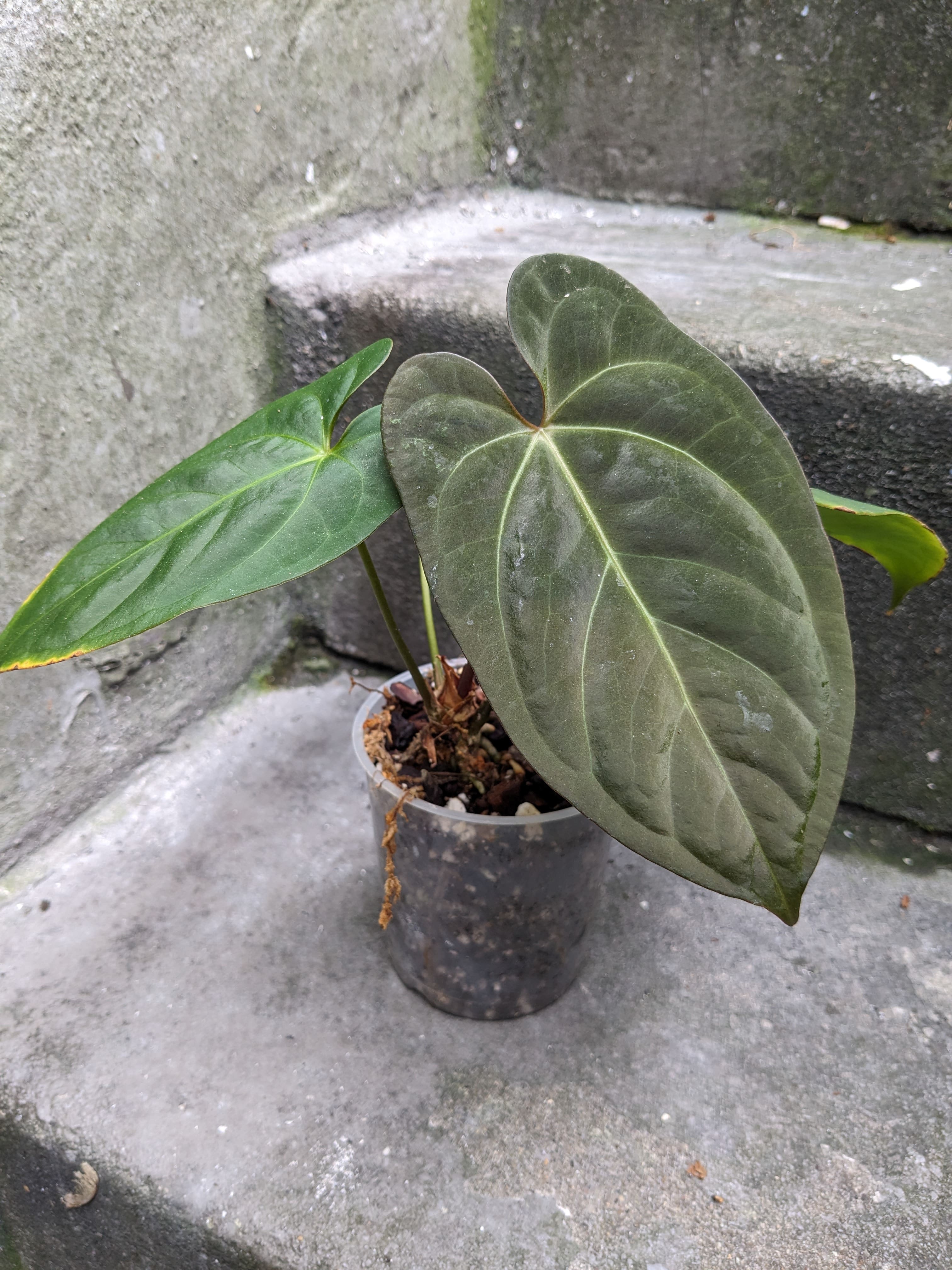 和*様 anthurium dressleri Anthurium dressleri – Granthuriums