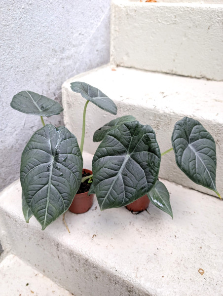 Alocasia Maharani