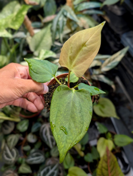 Anthurium portillae - small