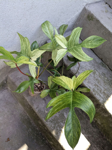 Philodendron Florida Ghost mint