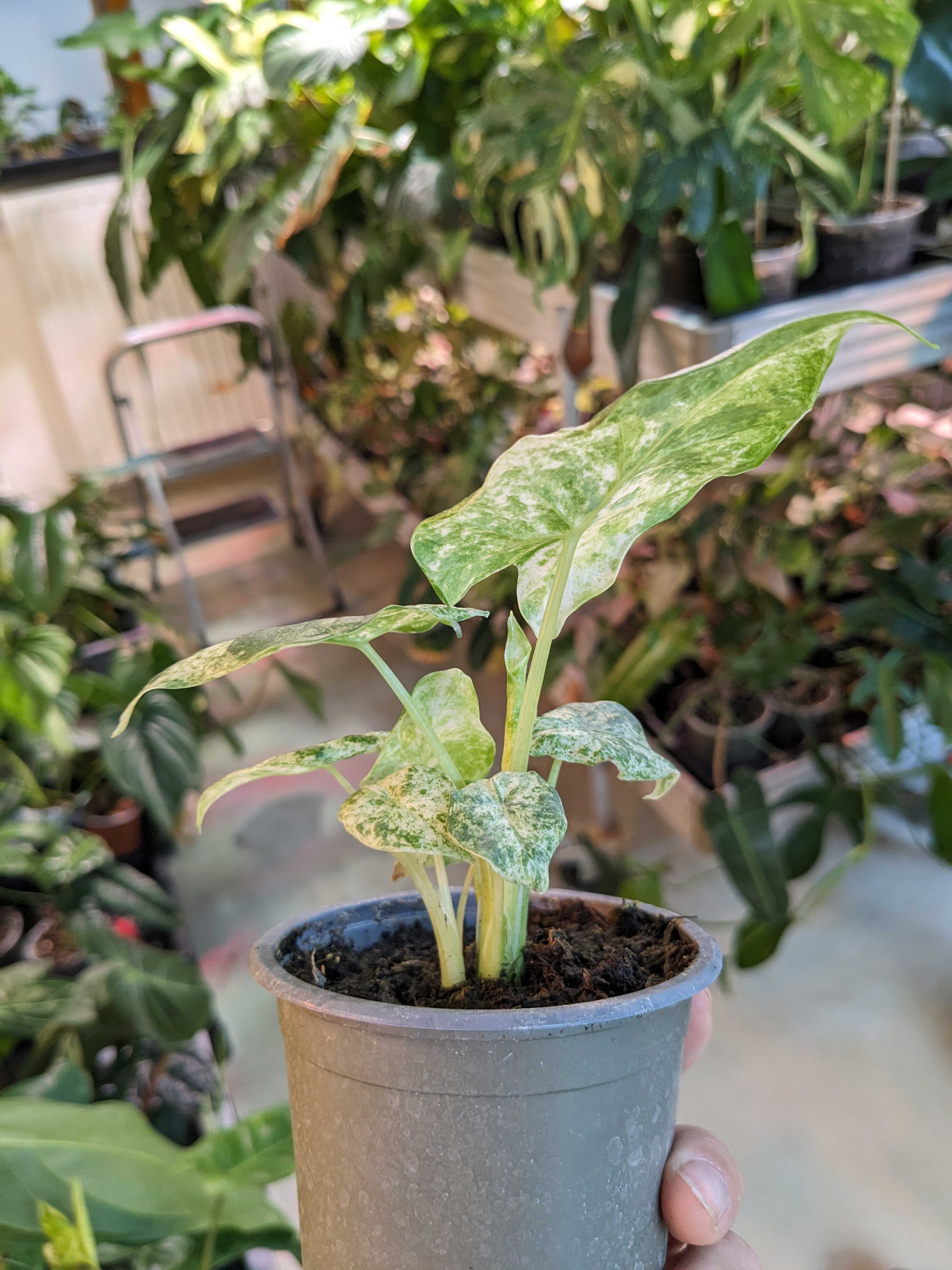 kerchoveana variegata Maranta Leuconeura Kerchoveana Variegated | Plants