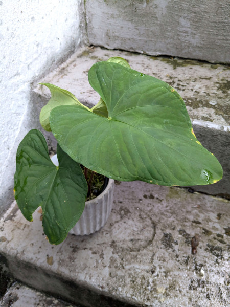 Anthurium tiwintza velvet - B