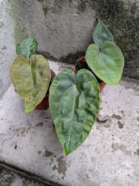 Anthurium dressleri x dressleri - small
