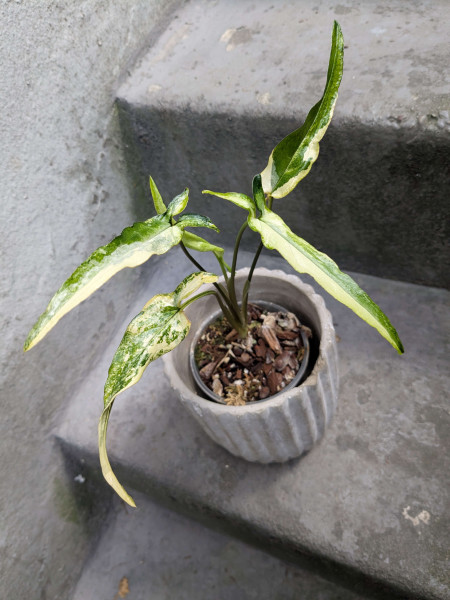Syngonium Little Star variegata narrow - A