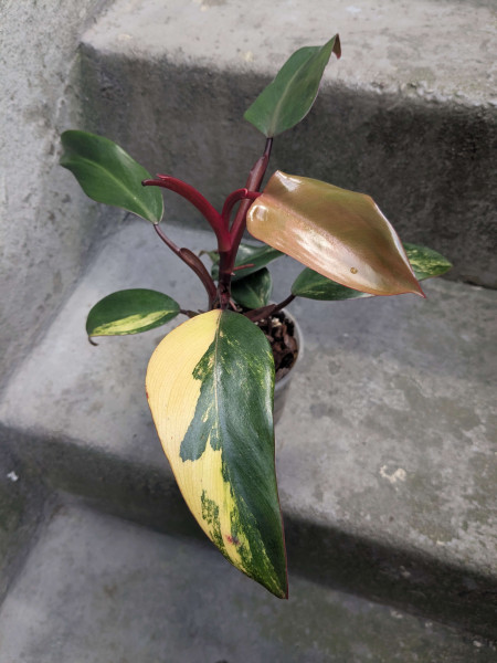 Philodendron Strawberry Shake medium - C