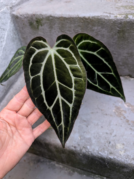 Anthurium Red Magnificum x (RVDP x carlablackiae) - B