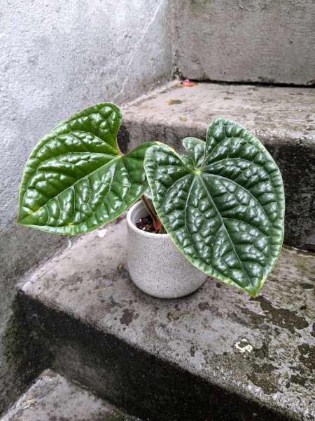 Anthurium luxurians platinum