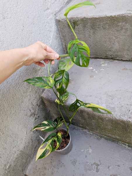 Monstera spp laniata aurea variegata - A