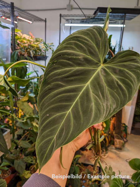 Philodendron splendid (verrucosum x melanochrysum) - stem cutting