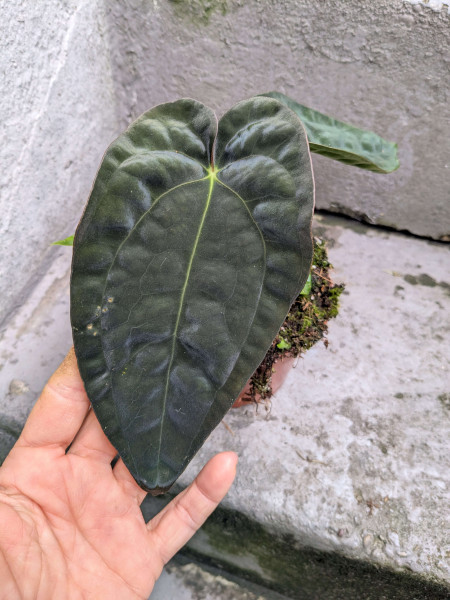 Anthurium papillilaminum x dressleri - B