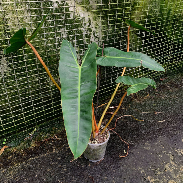 Philodendron billietiae – Big