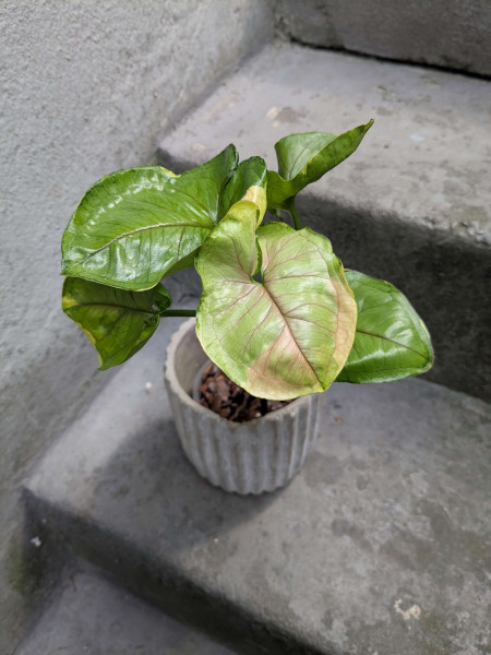 Syngonium Mango Allusion / Orm Thong variegata - B
