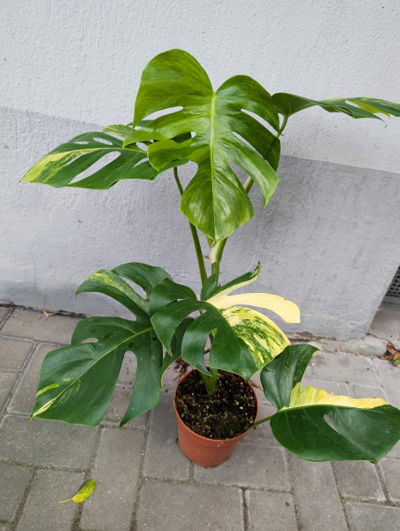 Monstera aurea variegata - C