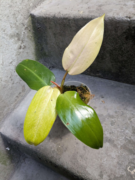 Philodendron Whipple Way - small