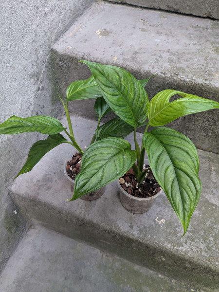 Monstera sp muyuna