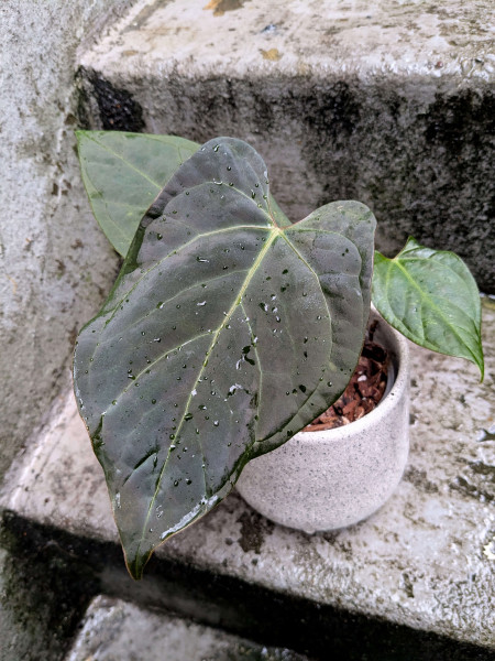 Anthurium Goliath / Darkest Panama x Indo dressleri - A