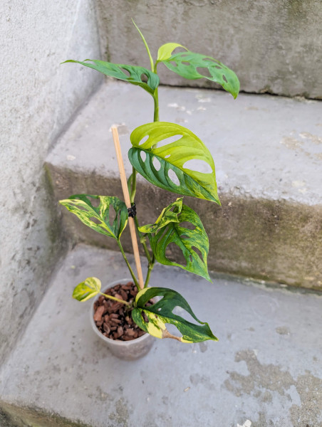 Monstera spp laniata aurea variegata - C