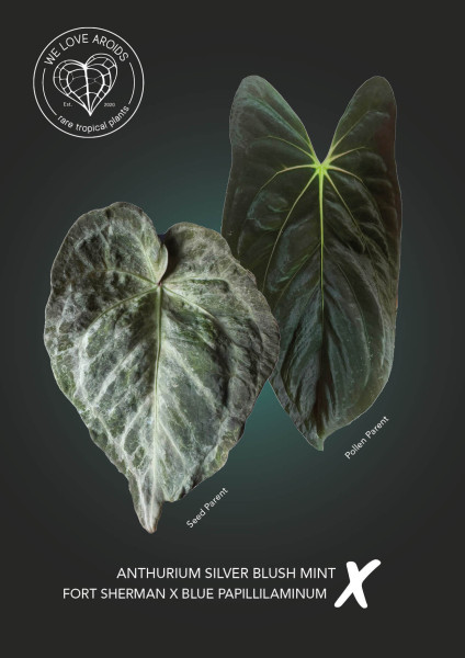 Anthurium Silver Blush mint x (Fort Sherman x blue papillilaminum)