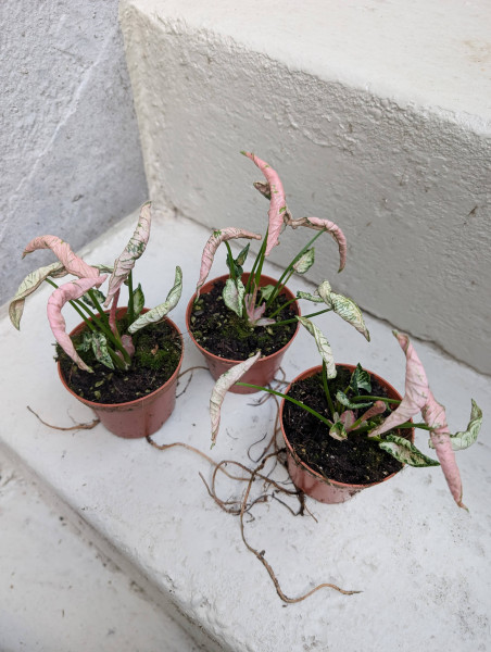 Syngonium Pink Rolli